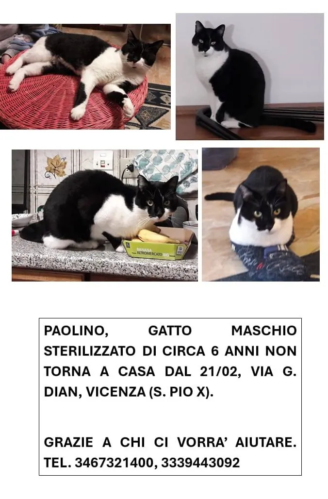 Paolino — Cane · Uscito · 9 mar 2026