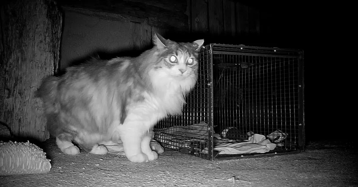 Cori — Gatto · Fuga acvudentale · 5 set 2026