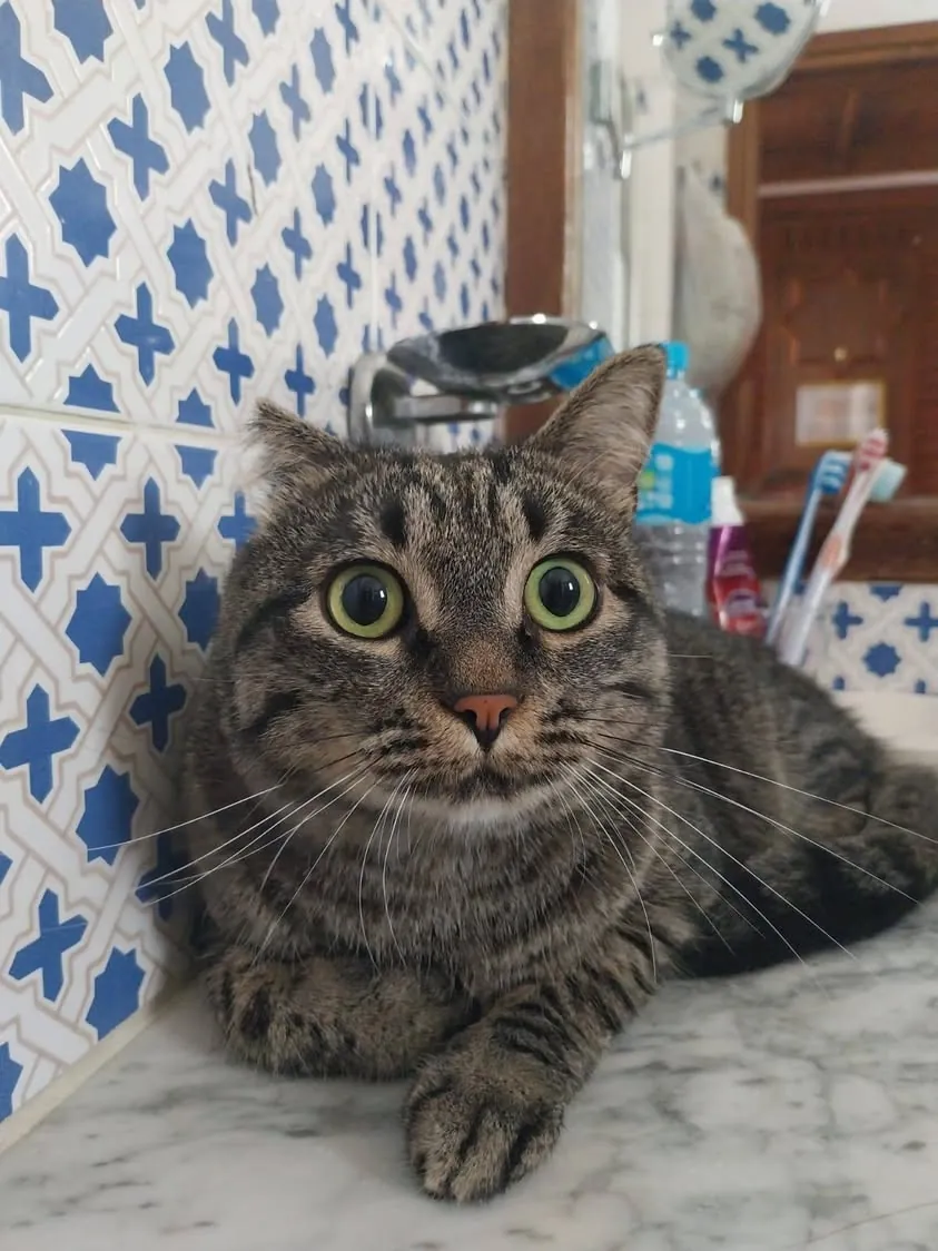 Spuzzolo — Gatto · Scappato · 4 giu 2026