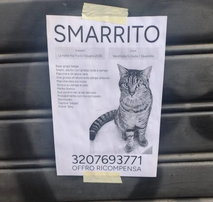 Sexy — Gatto · 7 giu 2026
