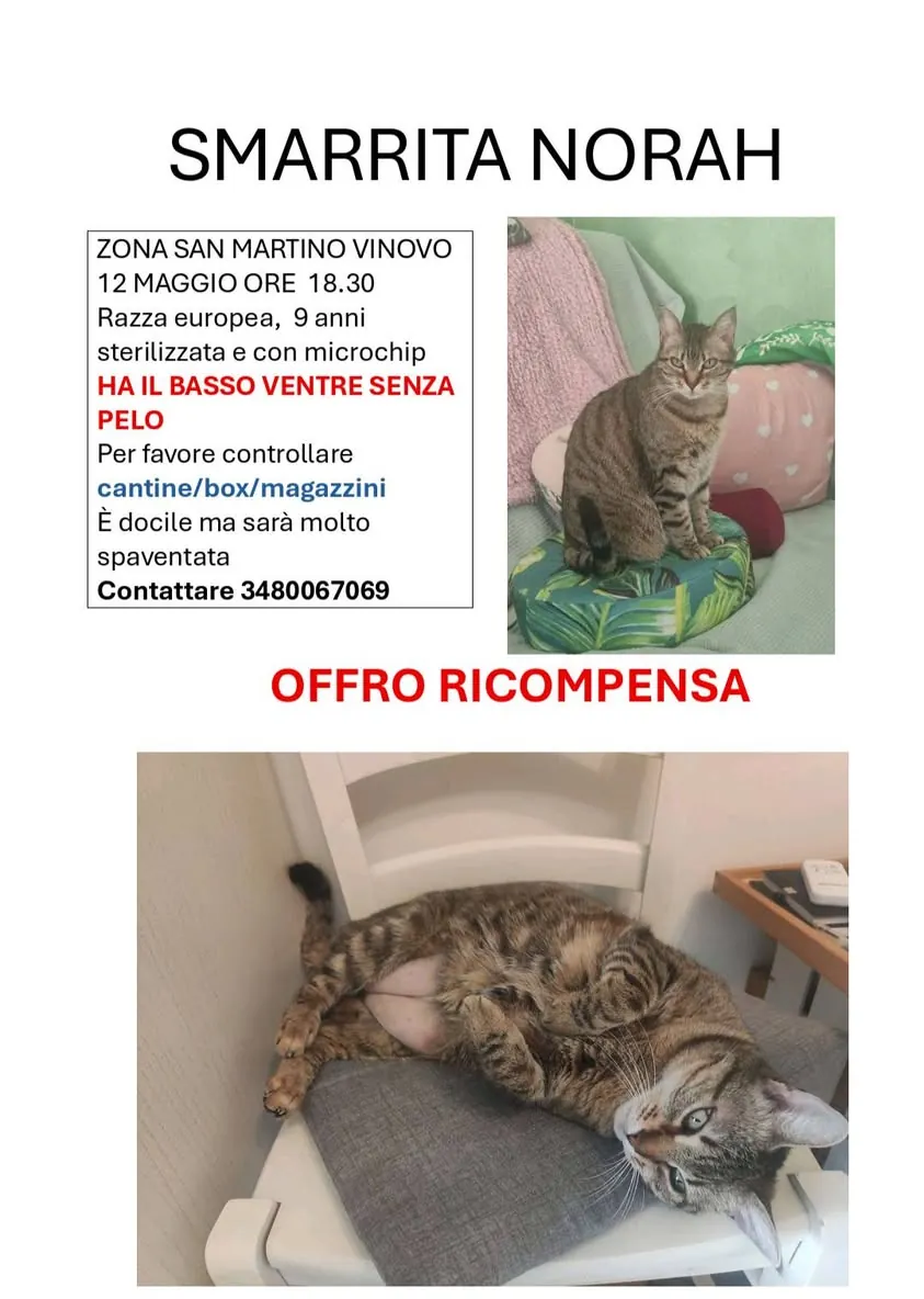Norah — Gatto · Scappato · 9 giu 2026