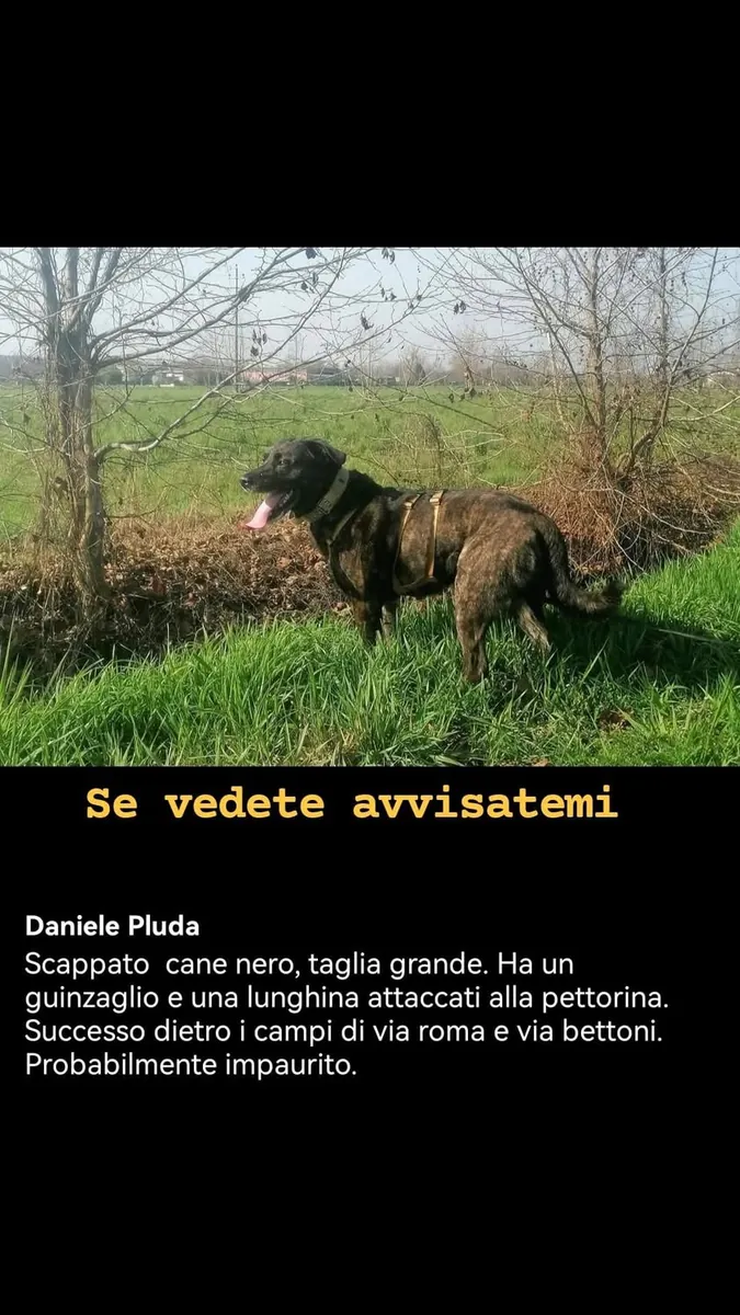 Dante — Cane · Scappato · 9 giu 2026