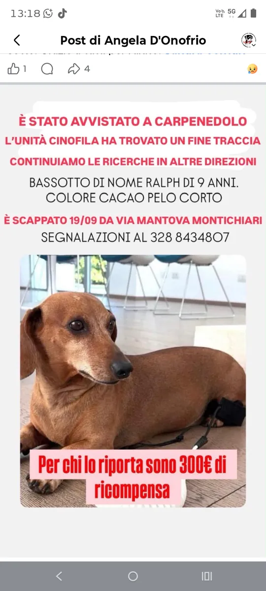 Ralph — Cane · Fuga accidentale · 19 set 2026