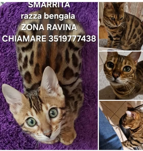 Hakuna — Gatto · scappata a settembre · 8 gen 2026