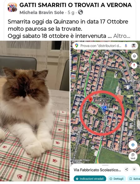 Minnie — Gatto · fuga accidentale · 8 gen 2026
