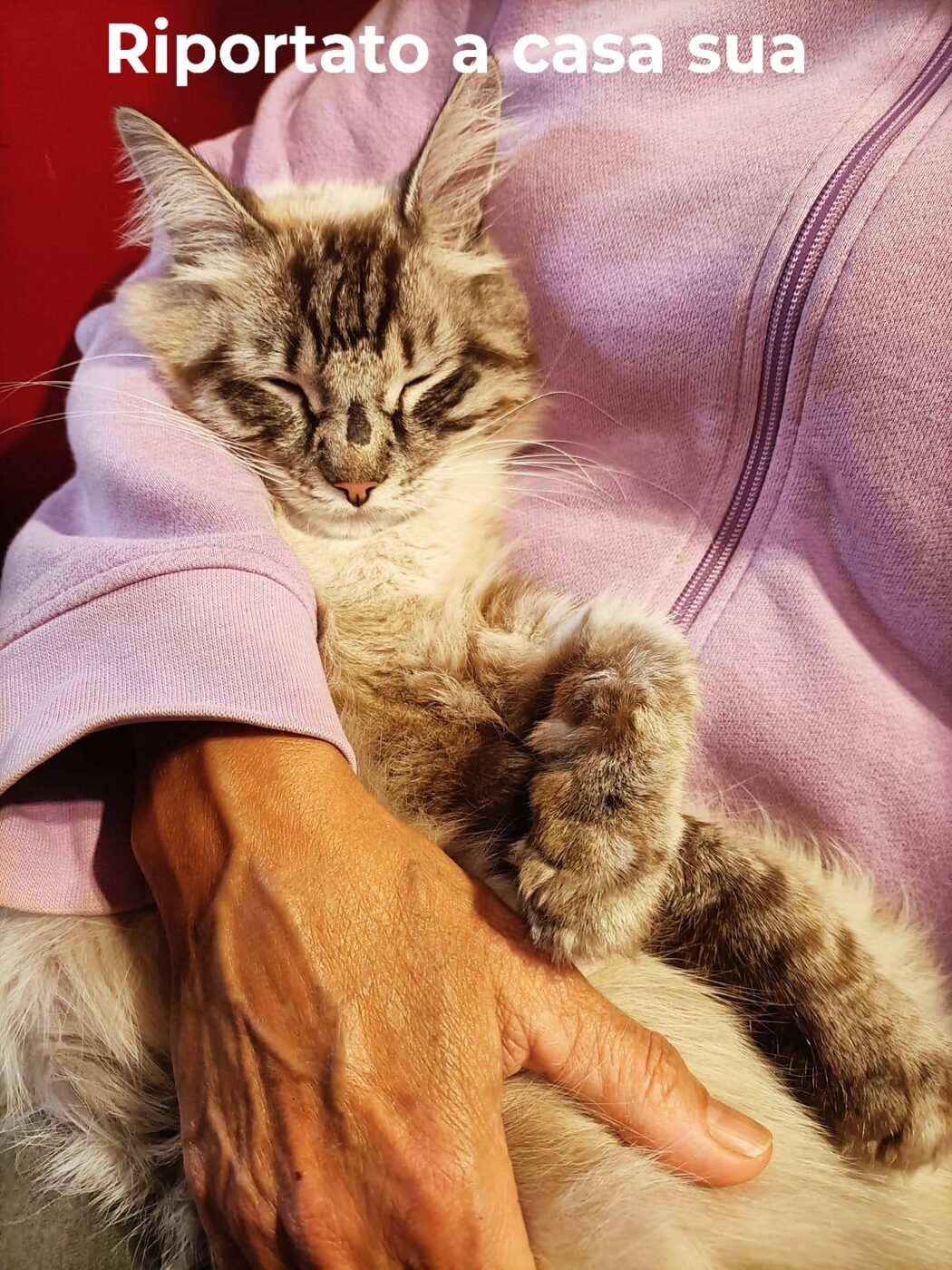 Rommel — Gatto · rubato, fatto riportare · 8 gen 2026