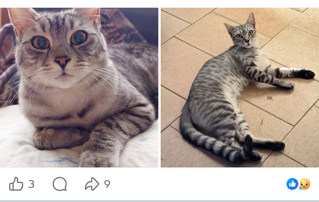 Simba — Gatto · ritrovato sotto la pioggia · 12 feb 2026