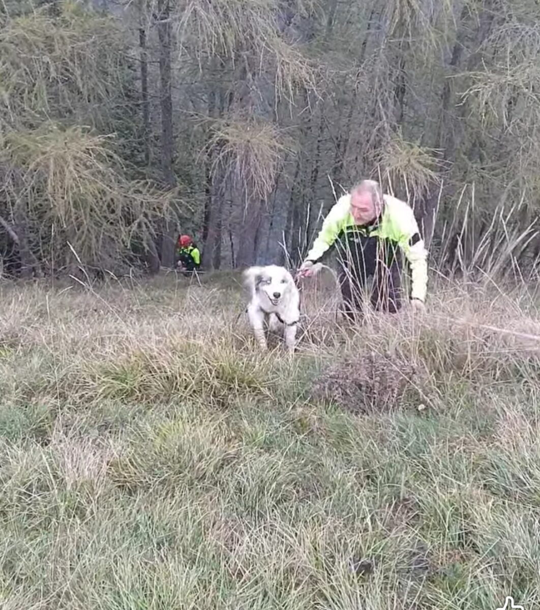 Speck — Cane · disperso in montagna · 21 feb 2026