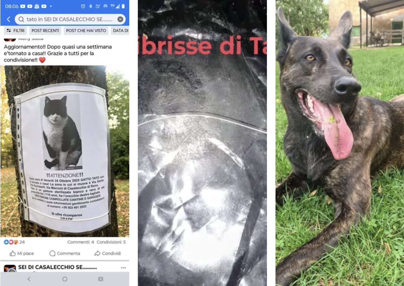 Tato — Gatto · 6 giorni di ricerca · 5 dic 2025