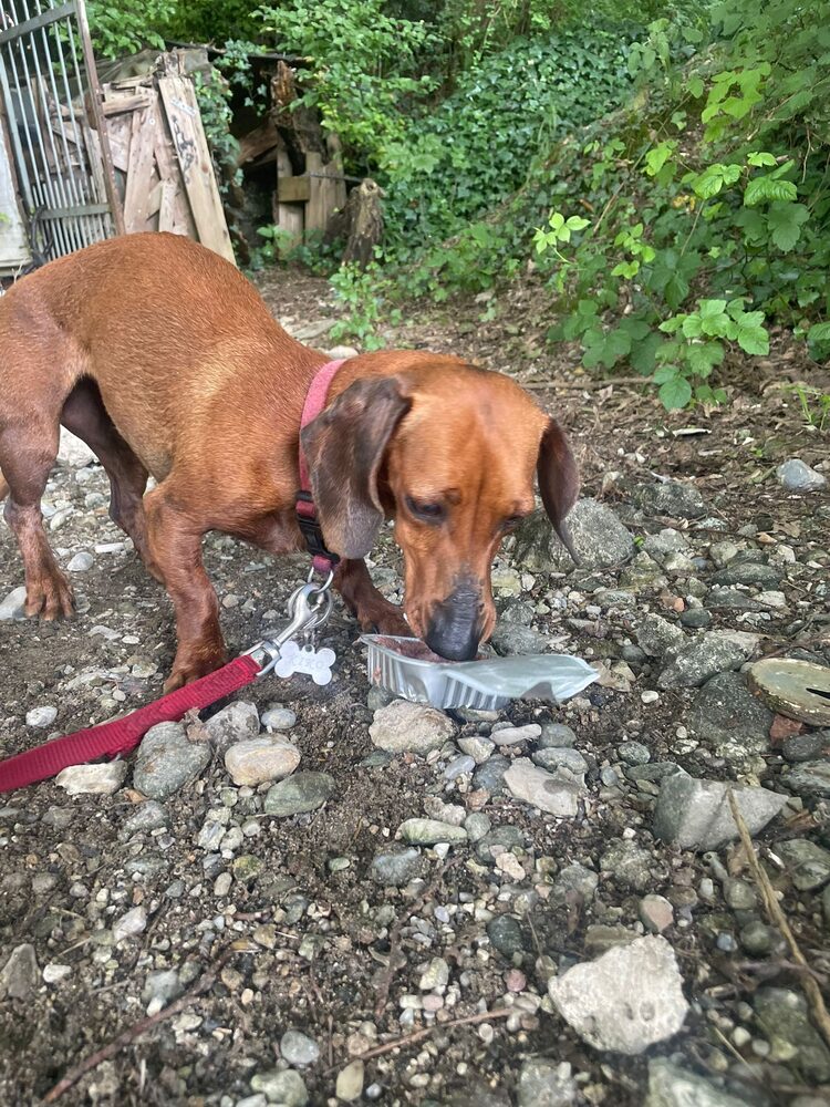 Kiki, ritrovata sana e salva lungo il fiume Oglio