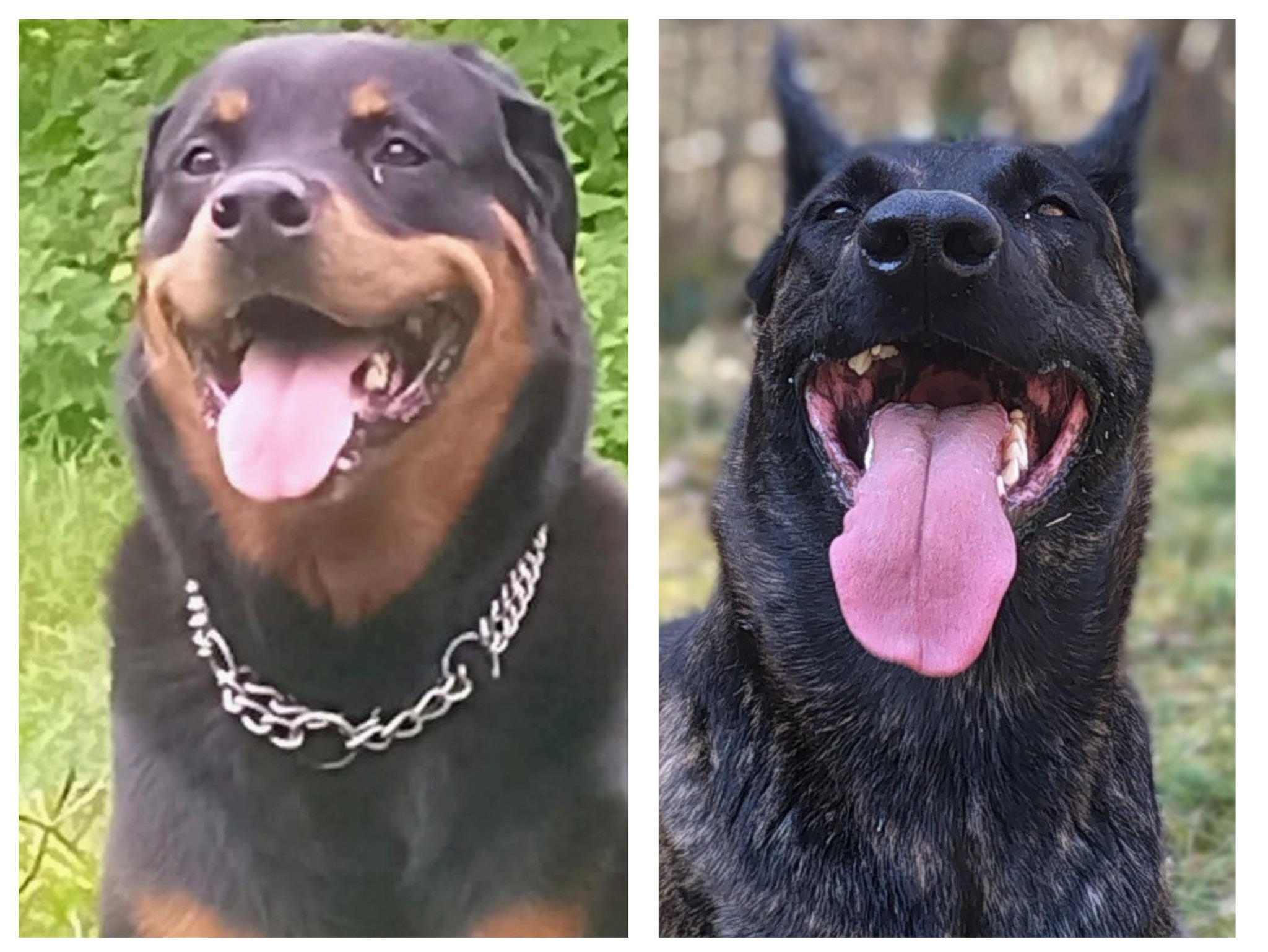 518294610_10232653831079731_15856136900587035_n